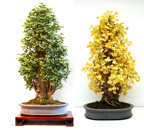 جینکو بونسای